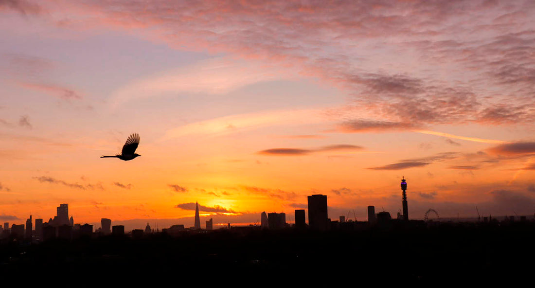 Sunset over Primrose Hill showing silhouettes of London skyline