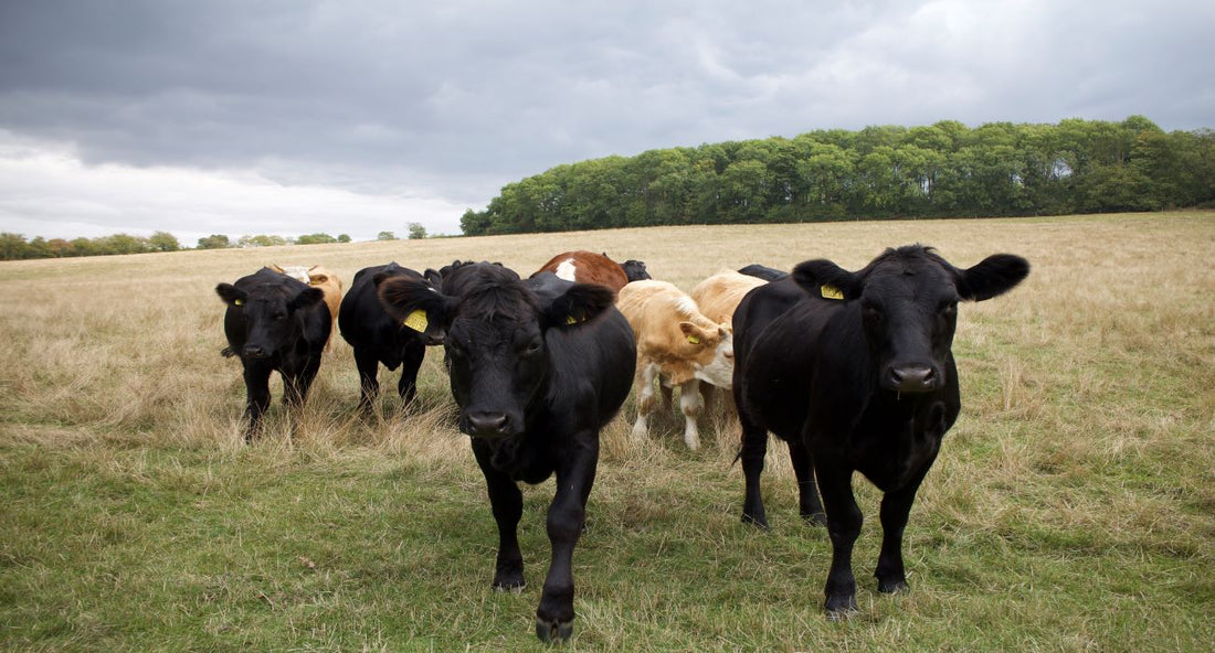 Cows in a field