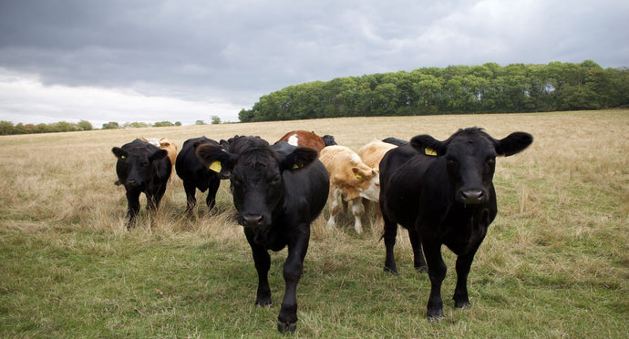 Sustainable agriculture at Blaston Farm