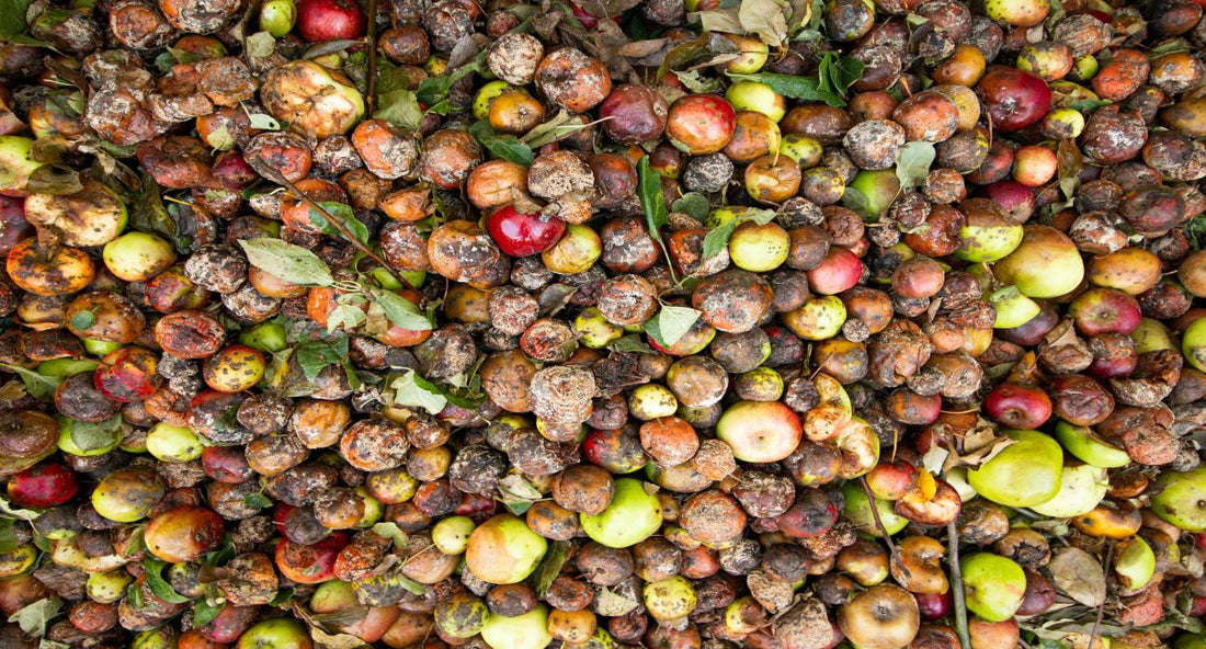 discarded apples and fruit in a pile